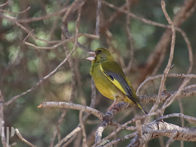 greenfinch,Chloris chloris